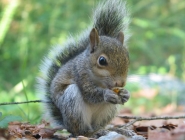 Squirrel