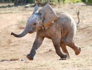 Run Elephant Run