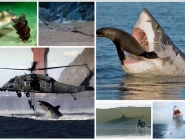 Shark Attack