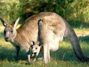 Kangaroo