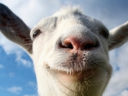 Live-action трейлер Goat Simulator